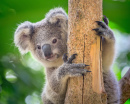 Koala in the Zoo