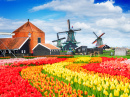 Dutch Rural Scene with Windmills