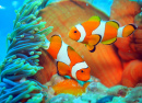 Clownfish Guarding Eggs