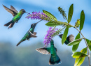 Violet Sabrewing Hummingbirds