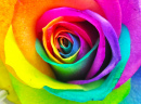 Rainbow Rose Closeup