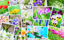 Many Pictures of Flowers