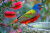 Male Painted Bunting at the Bird Bath